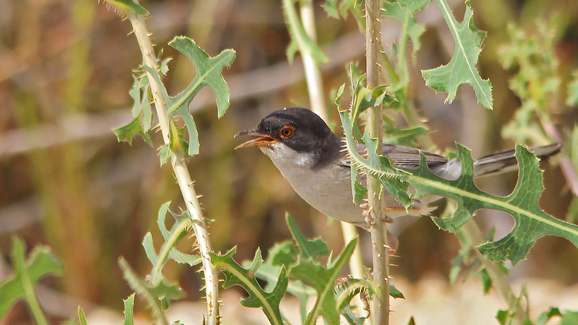 Menetries's Warbler
